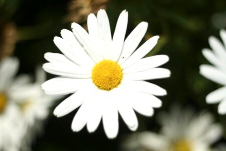 Bloom detailed photo