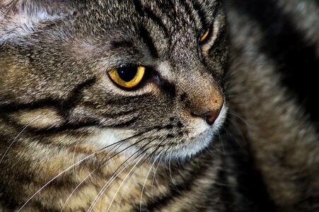 Close-Up curious domestic cat