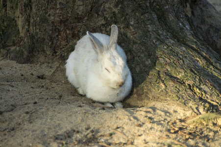17 Rabbit