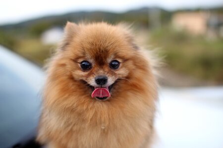 Puppy pomeranian pet dogs photo