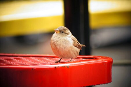 Wild wildlife sparrow photo
