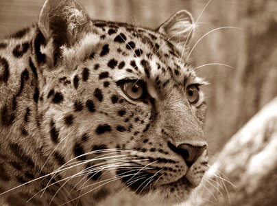 Close up cat's eyes wild animal photo