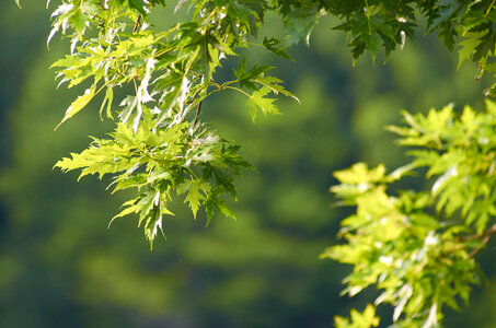 Maple Tree Leaves photo