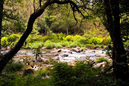 Branch ecology environment