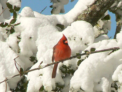 Cardinal perched on a branch photo