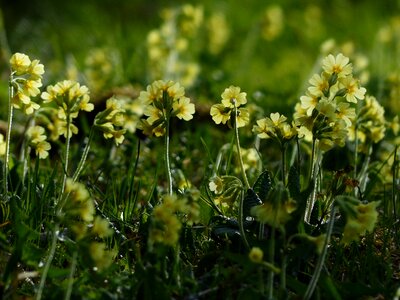 Yellow high primrose primula elatior photo