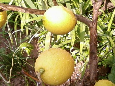 Citrus fruit organic photo