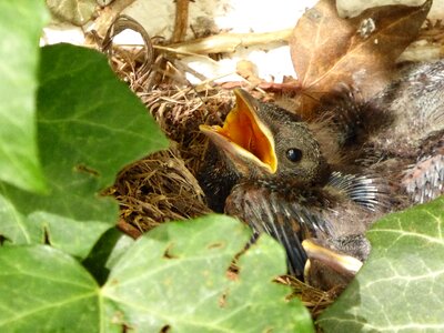 Blackbird bird's nest nest photo