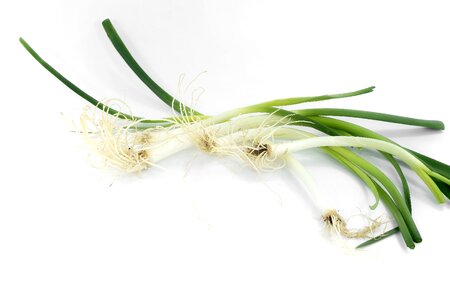 Antibacterial antioxidant chives
