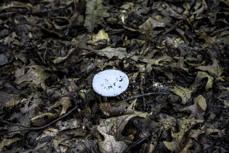 Mushroom in the Debris at Cayuhoga Valley National Park, Ohio