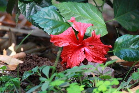 Blossom flora flower