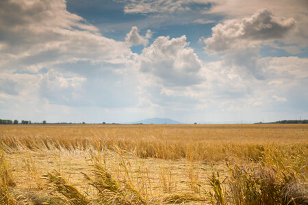 Wheat Field Summer Landscape photo