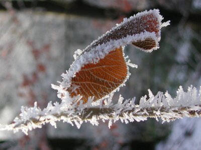 Winter crystals eiskristalle