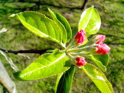 Apple Tree flower bud flower garden photo