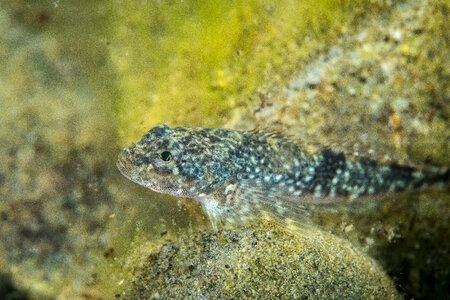 Slimy sculpin-3