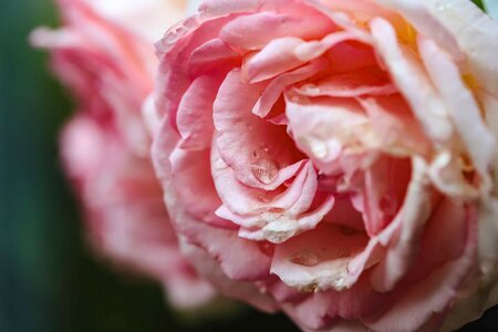 Dew moisture petals