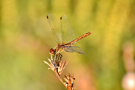 Beautiful Photo close-up dragonfly photo