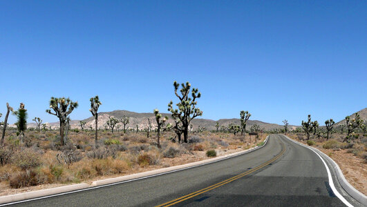 Roadway through Joshua Tree National Park, California photo