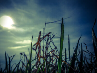 Grass against a Dusk Sky at Sunset photo