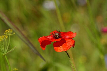 Bloom red colorful