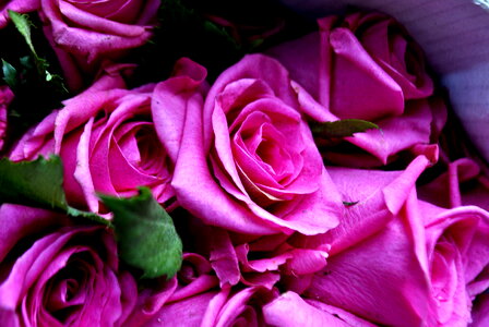 Pink Roses photo