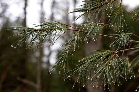 Branch cloud conifer