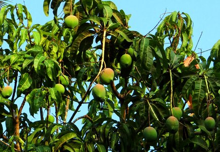 Tropical fruit fruit dharwad photo