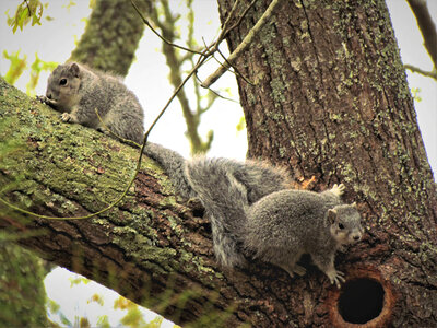 Delmarva Peninsula fox squirrels in tree cavity nest