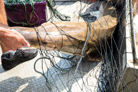 Biologist with gulf sturgeon on the Choctawhatchee River-3