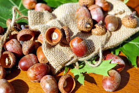 Acorn autumn autumn season