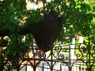 Tree leaf hive