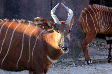 Wildlife wild zoology photo