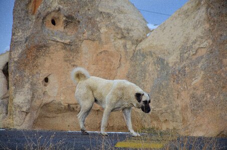 Kangal rock road