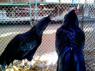 Bantam black chicken