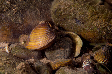 Asiatic clam