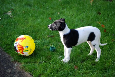 Dog pet black