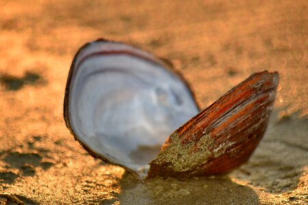 Beach mussel sand photo