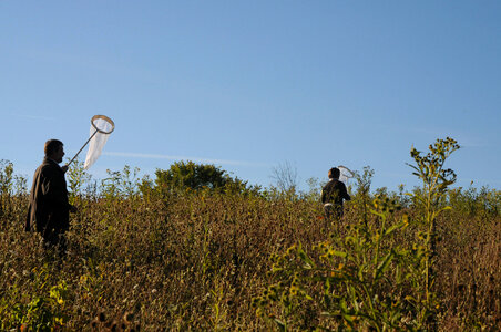 USFWS biologists search for Monarch butterflies