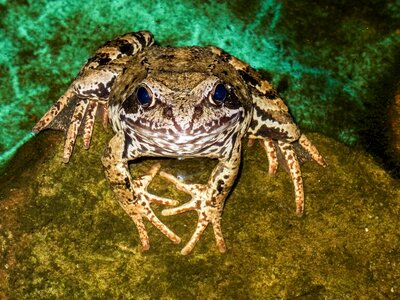 The frog water pond