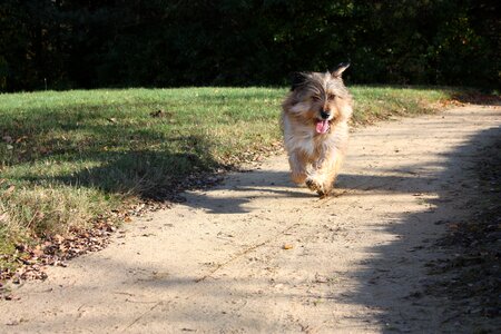 Run race dog run photo