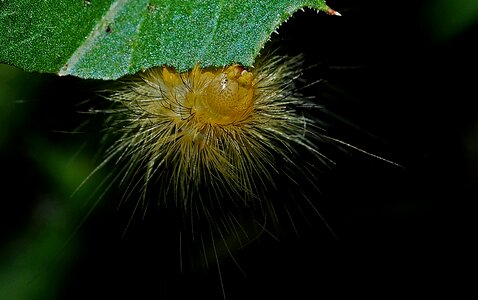 Biology nature insect