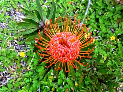 Blossom petal exotic photo