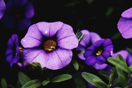 Beautiful Purple Flowers Blooming in the Garden photo