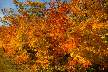 Vibrant fall tree colors photo