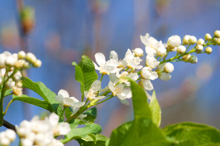 blossoming tree photo