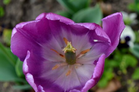 Ecology flower bud horticulture photo