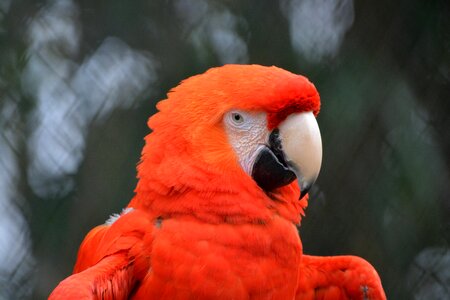 Bird babu pink