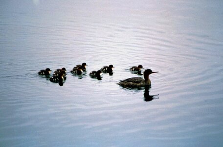 Crude duck female photo