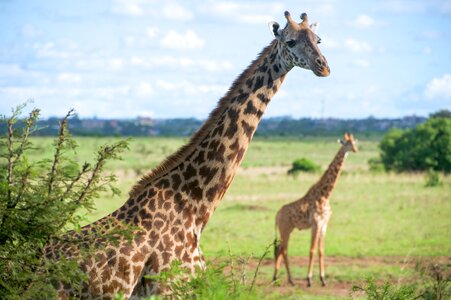 Giraffes Run in a Field in Nairobi National Park photo