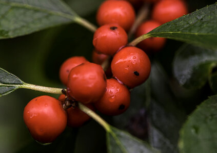 Macro close-up of berries photo
